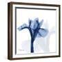 Indigo Infused Iris-Albert Koetsier-Framed Art Print