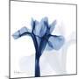 Indigo Infused Iris-Albert Koetsier-Mounted Art Print