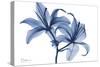 Indigo Infused Lily 2-Albert Koetsier-Stretched Canvas