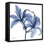 Indigo Infused Lily-Albert Koetsier-Framed Stretched Canvas