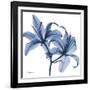 Indigo Infused Lily-Albert Koetsier-Framed Art Print