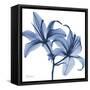 Indigo Infused Lily-Albert Koetsier-Framed Stretched Canvas