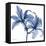 Indigo Infused Lily-Albert Koetsier-Framed Stretched Canvas