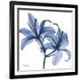 Indigo Infused Lily-Albert Koetsier-Framed Art Print