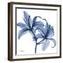 Indigo Infused Lily-Albert Koetsier-Framed Art Print