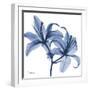 Indigo Infused Lily-Albert Koetsier-Framed Art Print