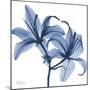 Indigo Infused Lily-Albert Koetsier-Mounted Art Print