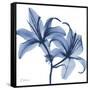 Indigo Infused Lily-Albert Koetsier-Framed Stretched Canvas