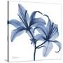 Indigo Infused Lily-Albert Koetsier-Stretched Canvas
