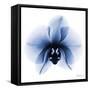 Indigo Infused Orchid 1-Albert Koetsier-Framed Stretched Canvas