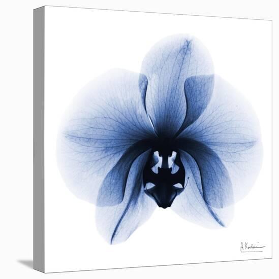 Indigo Infused Orchid 1-Albert Koetsier-Stretched Canvas