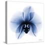 Indigo Infused Orchid 1-Albert Koetsier-Stretched Canvas