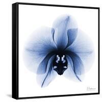 Indigo Infused Orchid 1-Albert Koetsier-Framed Stretched Canvas