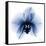 Indigo Infused Orchid 1-Albert Koetsier-Framed Stretched Canvas