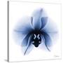 Indigo Infused Orchid 1-Albert Koetsier-Stretched Canvas