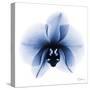 Indigo Infused Orchid 1-Albert Koetsier-Stretched Canvas