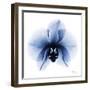 Indigo Infused Orchid 1-Albert Koetsier-Framed Art Print