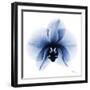 Indigo Infused Orchid 1-Albert Koetsier-Framed Art Print