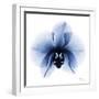 Indigo Infused Orchid 1-Albert Koetsier-Framed Art Print