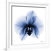 Indigo Infused Orchid 1-Albert Koetsier-Framed Art Print