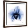 Indigo Infused Orchid 1-Albert Koetsier-Framed Art Print