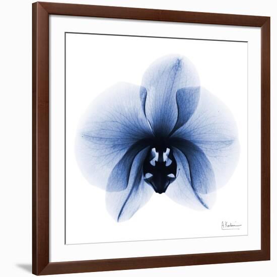 Indigo Infused Orchid 1-Albert Koetsier-Framed Art Print