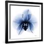 Indigo Infused Orchid 1-Albert Koetsier-Framed Art Print