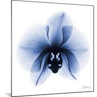 Indigo Infused Orchid 1-Albert Koetsier-Mounted Art Print