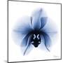 Indigo Infused Orchid 1-Albert Koetsier-Mounted Art Print