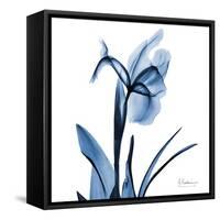 Indigo Iris-Albert Koetsier-Framed Stretched Canvas