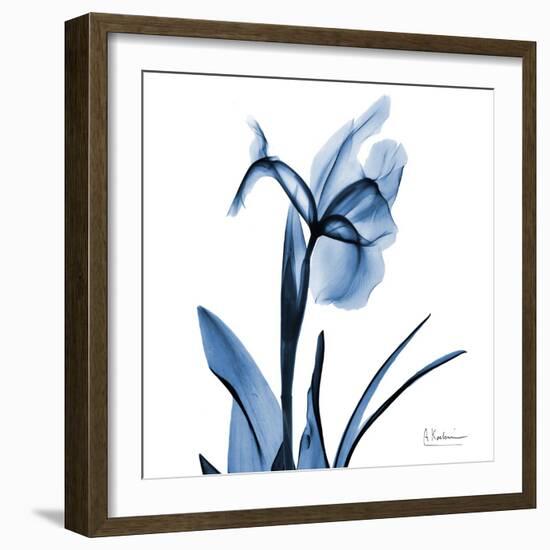 Indigo Iris-Albert Koetsier-Framed Art Print