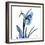 Indigo Iris-Albert Koetsier-Framed Art Print