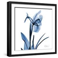 Indigo Iris-Albert Koetsier-Framed Art Print