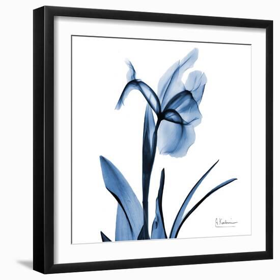 Indigo Iris-Albert Koetsier-Framed Art Print
