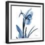 Indigo Iris-Albert Koetsier-Framed Art Print