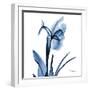 Indigo Iris-Albert Koetsier-Framed Art Print