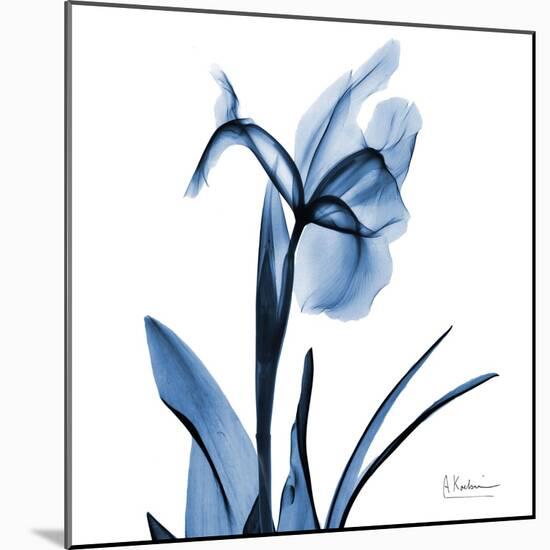 Indigo Iris-Albert Koetsier-Mounted Art Print