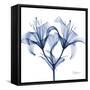 Indigo Lily-Albert Koetsier-Framed Stretched Canvas