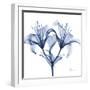 Indigo Lily-Albert Koetsier-Framed Art Print