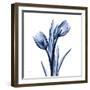 Indigo Loved Tulips-Albert Koetsier-Framed Art Print