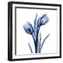 Indigo Loved Tulips-Albert Koetsier-Framed Art Print