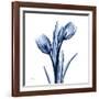 Indigo Loved Tulips-Albert Koetsier-Framed Art Print