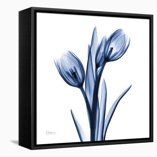 Indigo Loved Tulips-Albert Koetsier-Framed Stretched Canvas