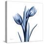 Indigo Loved Tulips-Albert Koetsier-Stretched Canvas