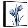 Indigo Loved Tulips-Albert Koetsier-Framed Stretched Canvas