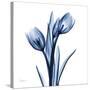 Indigo Loved Tulips-Albert Koetsier-Stretched Canvas