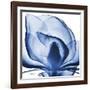 Indigo Magnolia-Albert Koetsier-Framed Art Print