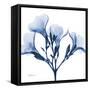 Indigo Oleander-Albert Koetsier-Framed Stretched Canvas