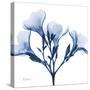 Indigo Oleander-Albert Koetsier-Stretched Canvas