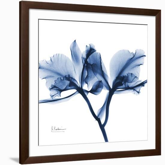 Indigo Orchid-Albert Koetsier-Framed Art Print